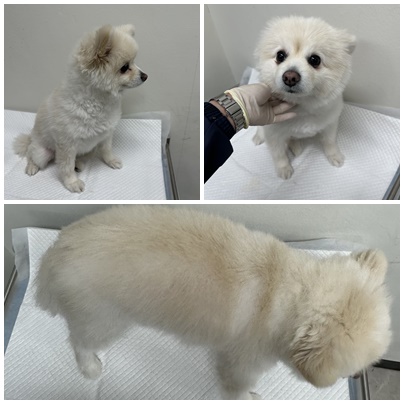 논산시 동물보호센터_444454202501060