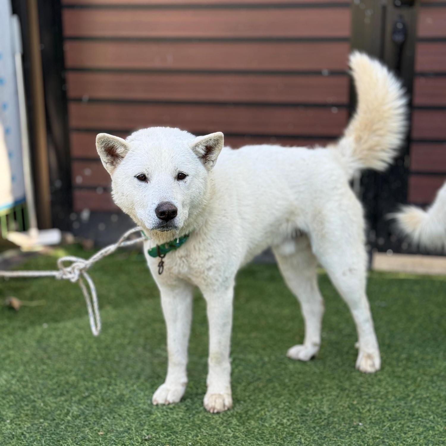 울산유기동물보호센터_431373202501749