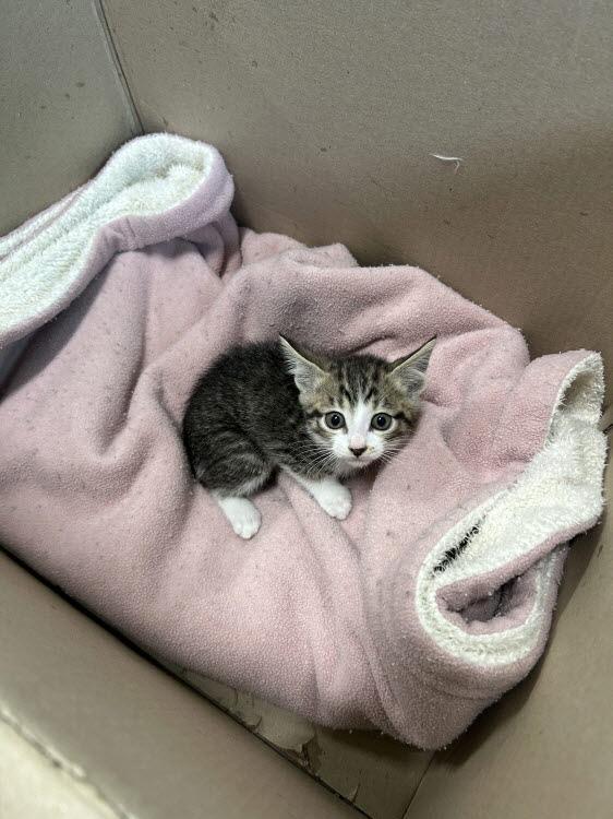 보호중 한국 고양이…