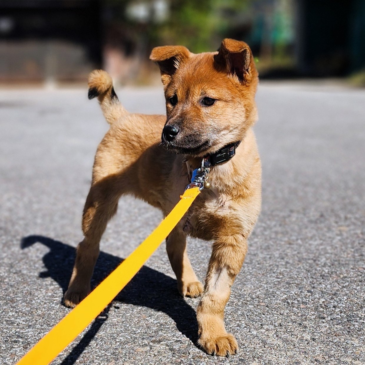 보호중 믹스견의 가…