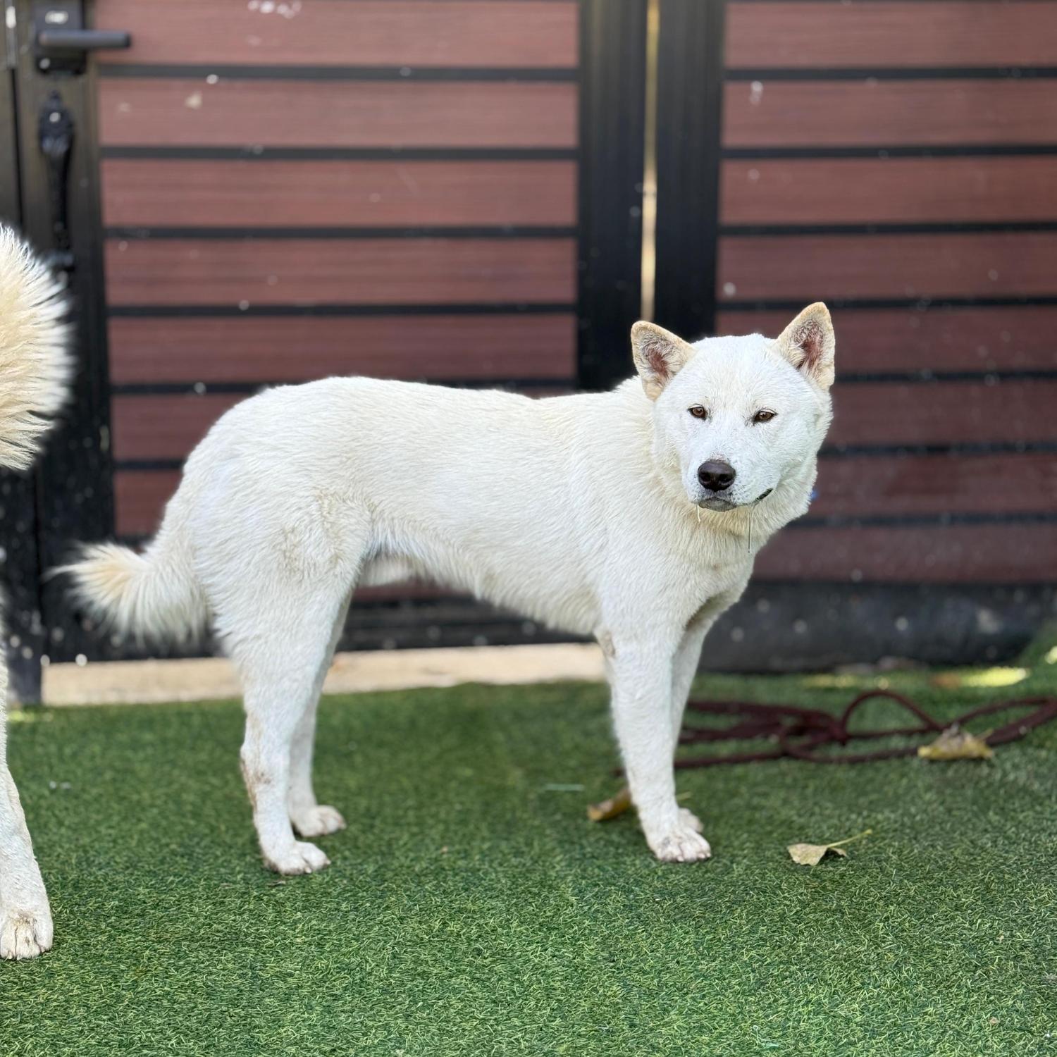 종료(반환) 믹스견…