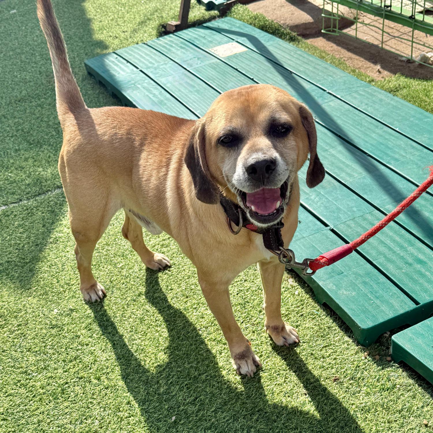 울산유기동물보호센터_431371202500508