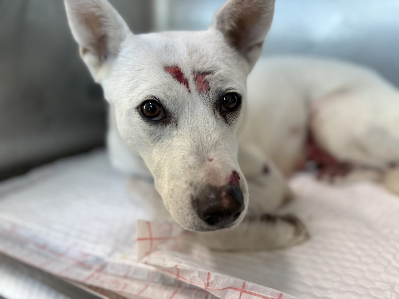 종료(반환) 믹스견…