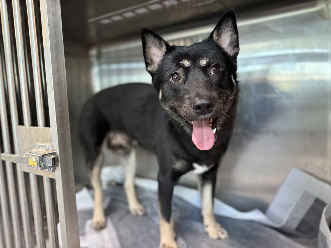 광주동물보호센터_429360202500722