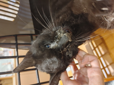 종료(자연사) 믹스…