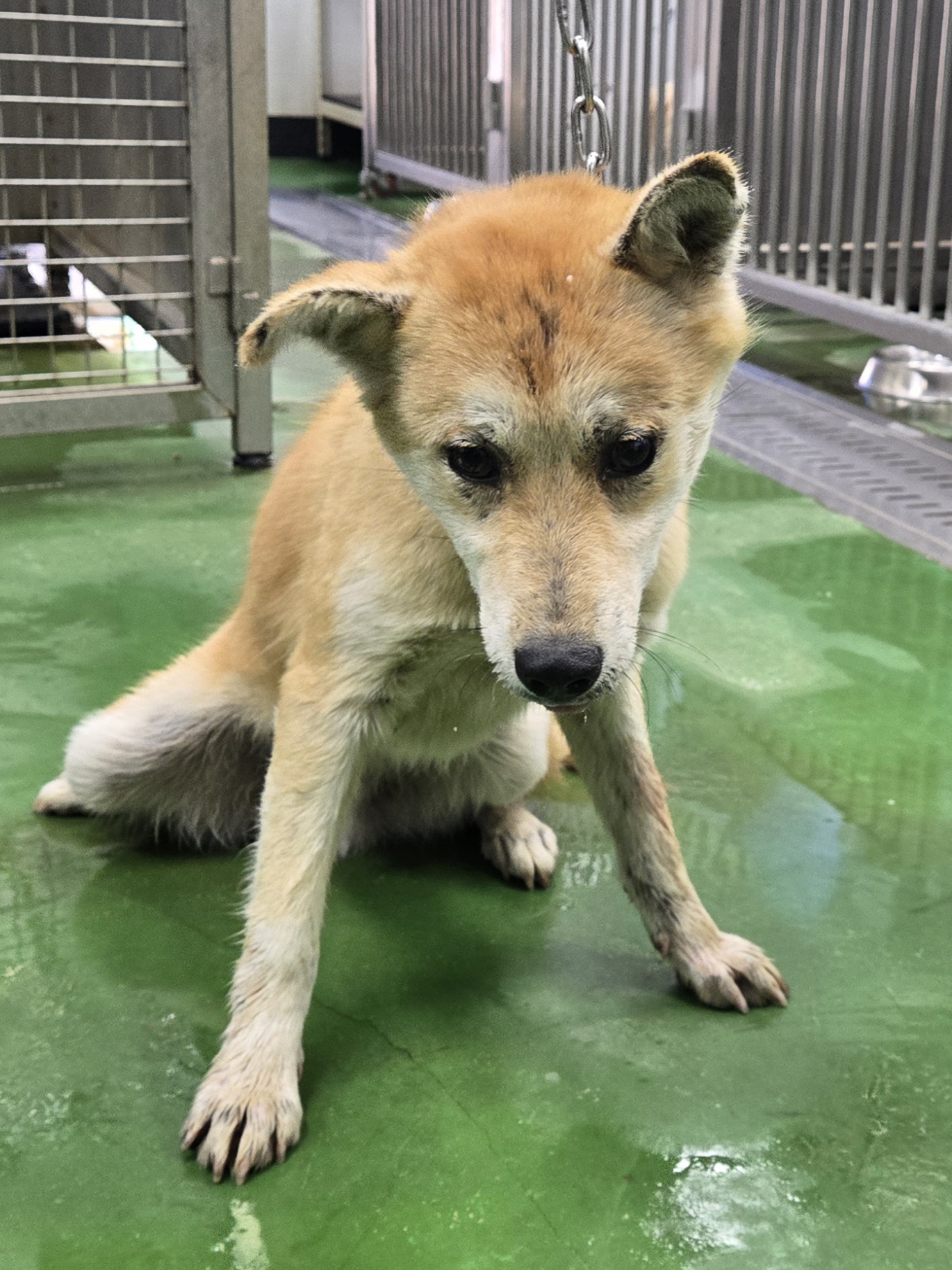 보호중 믹스견의 가…