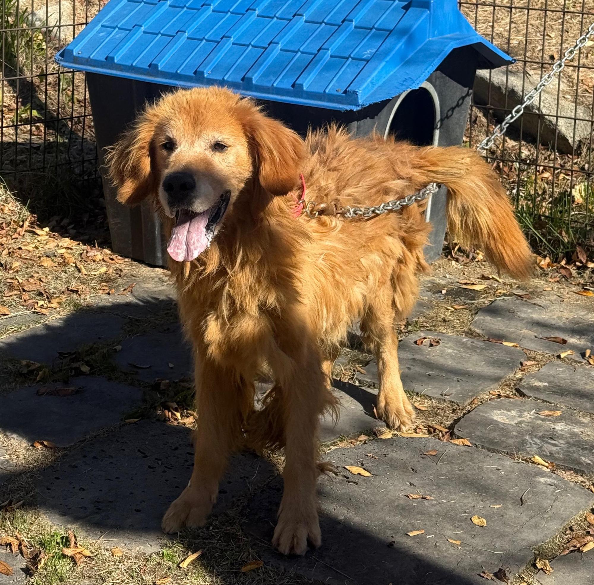 종료(입양) 골든 …