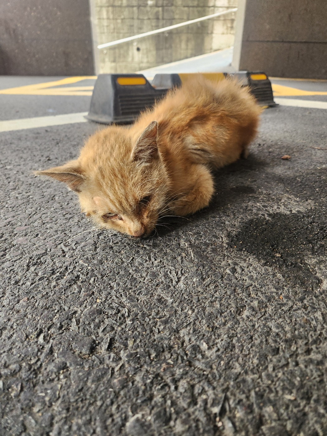 동구종합동물병원_426327202500198