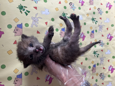 (사)동부동물보호협회_426331202500503