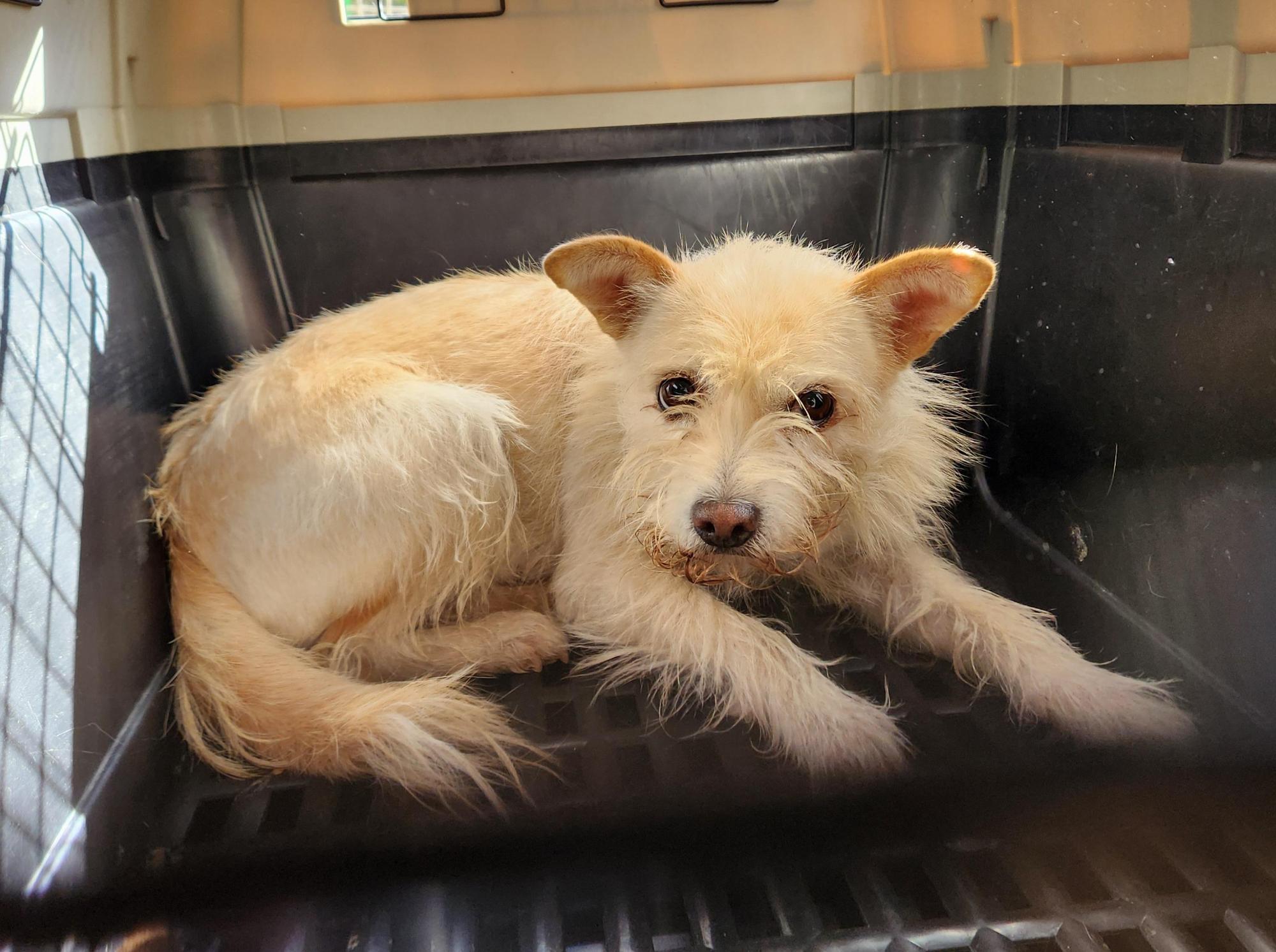 광주TNR동물병원초월_441554202501713