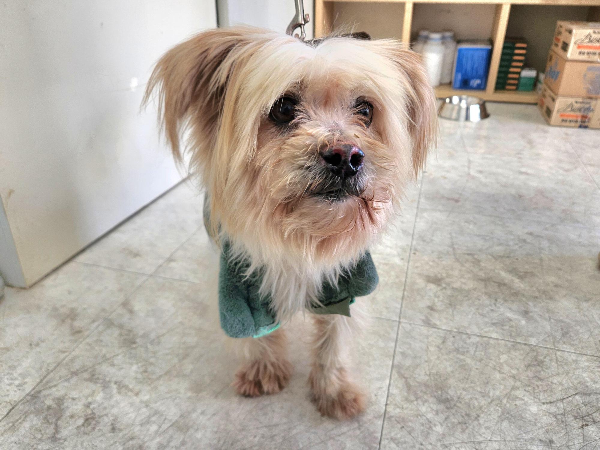 광주TNR동물병원초월_441554202501712