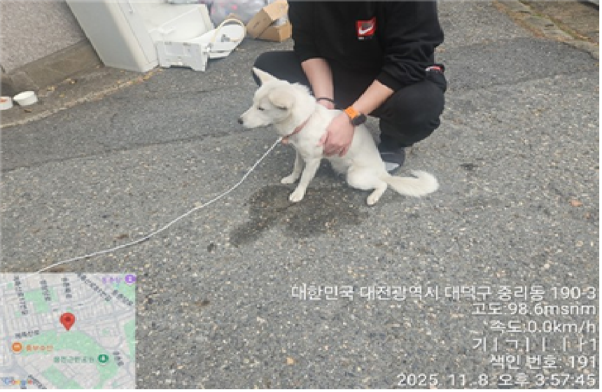 보호중 믹스견의 가…