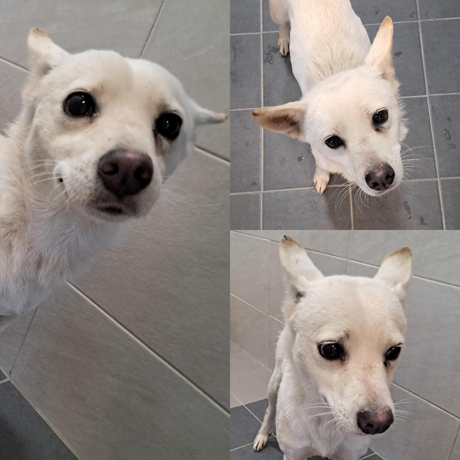 보호중 믹스견의 가…