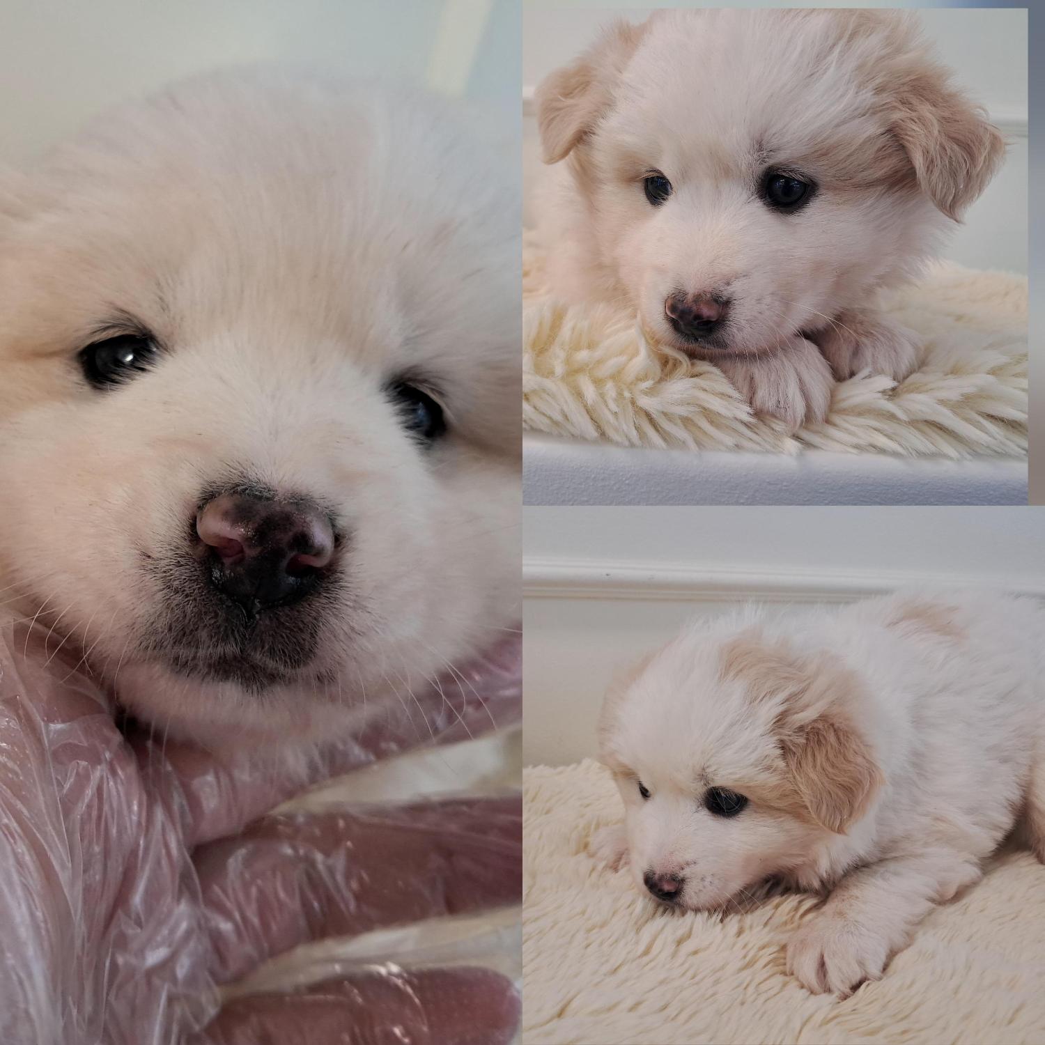 경주동물사랑보호센터_447505202501560