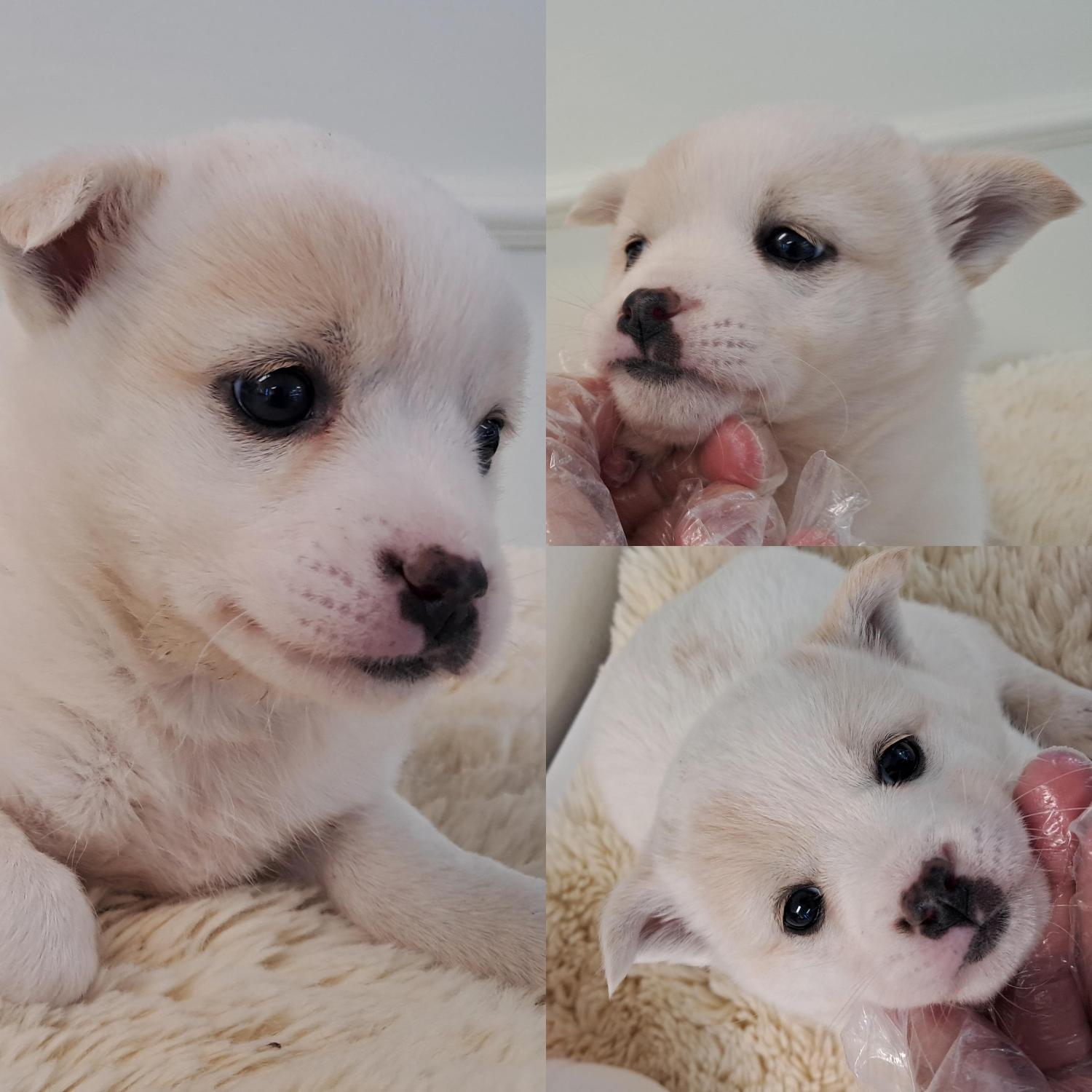 경주동물사랑보호센터_447505202501561