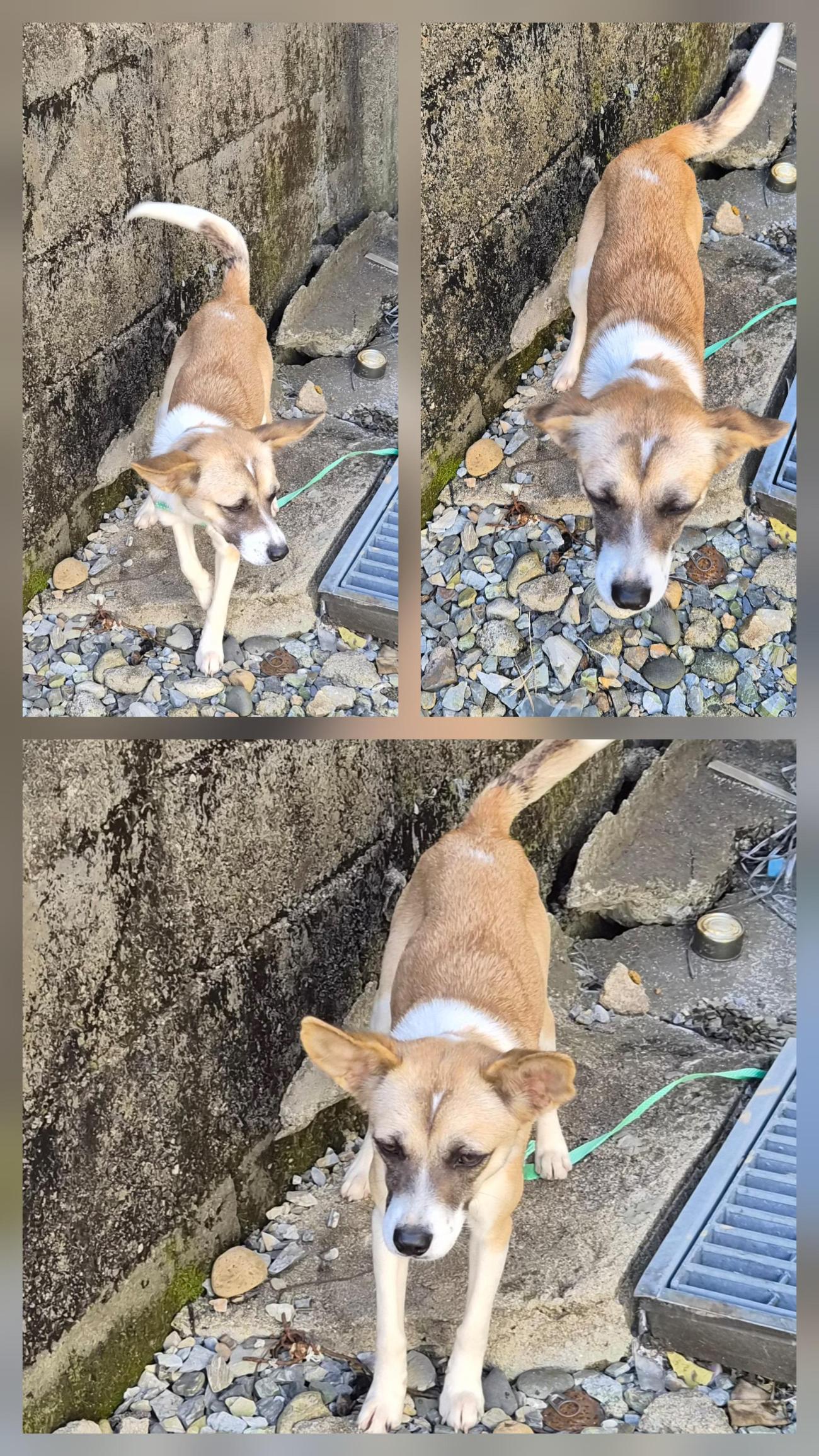 종합축산_447512202500668