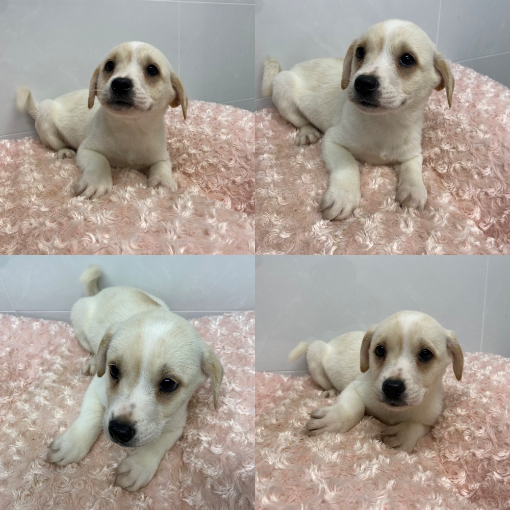 종료(입양) 믹스견…