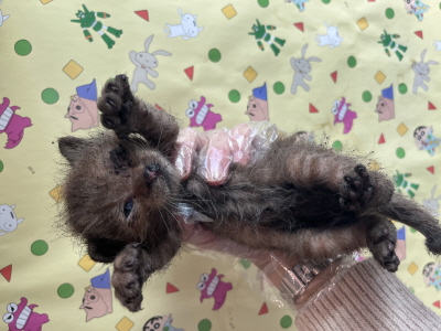 보호중 믹스묘의 가…