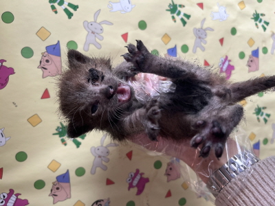 보호중 믹스묘의 가…