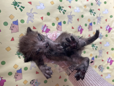 보호중 믹스묘의 가…