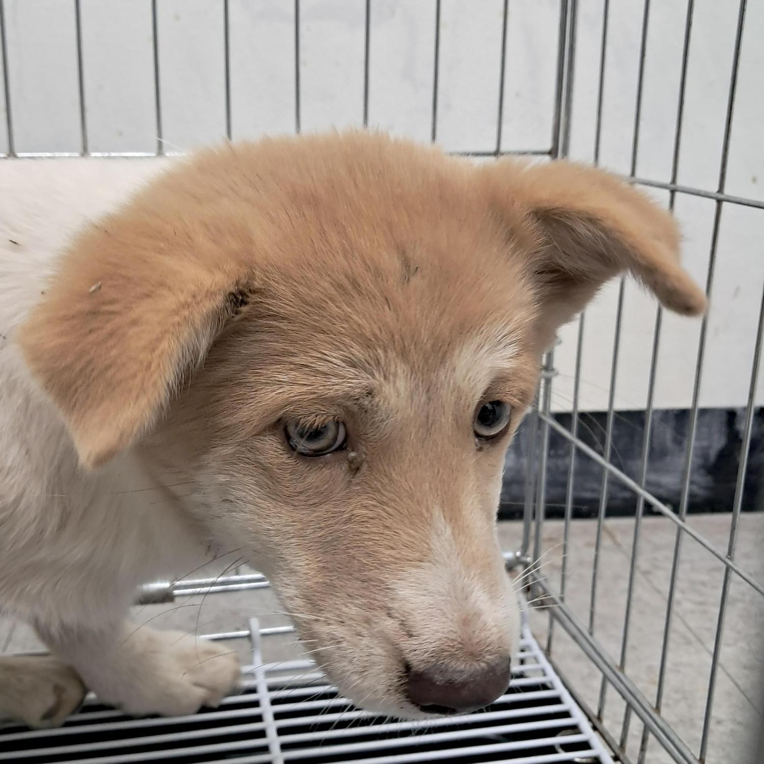 경주동물사랑보호센터_447505202501562