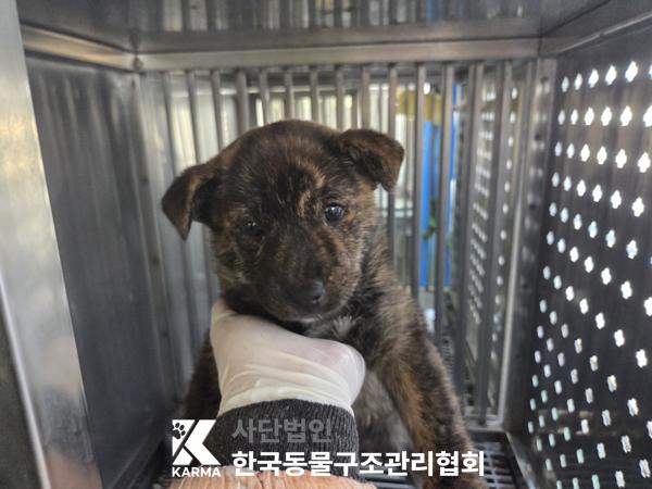 한국동물구조관리협회_441398202500567