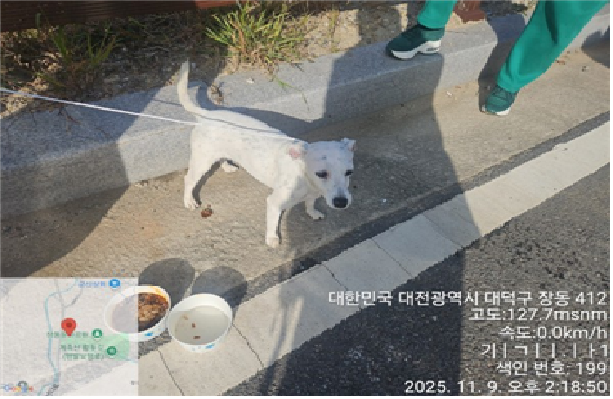 보호중 믹스견의 가…