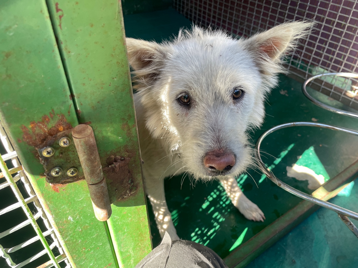 보호중 믹스견의 가…