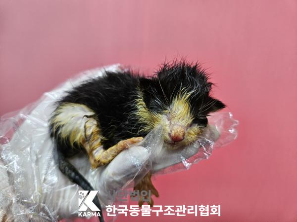 한국동물구조관리협회_441409202501653