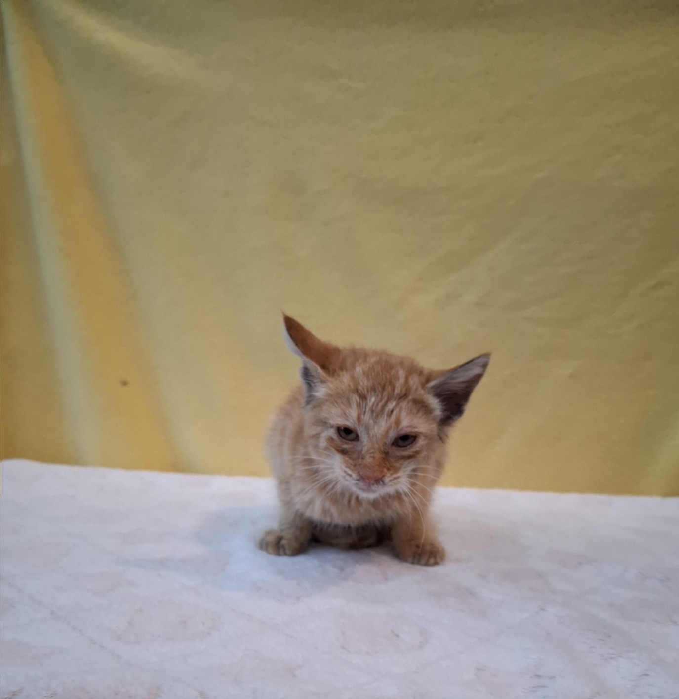 보호중 믹스묘의 가…