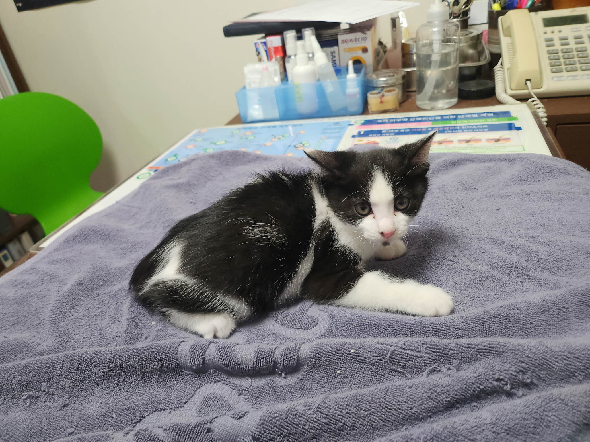 대구수의사회(아이펫)_427343202501054