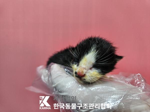 한국동물구조관리협회_441409202501652