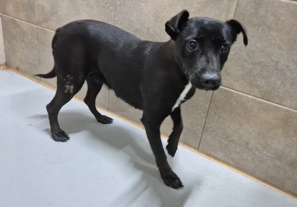 김천시 동물보호센터_447506202500388