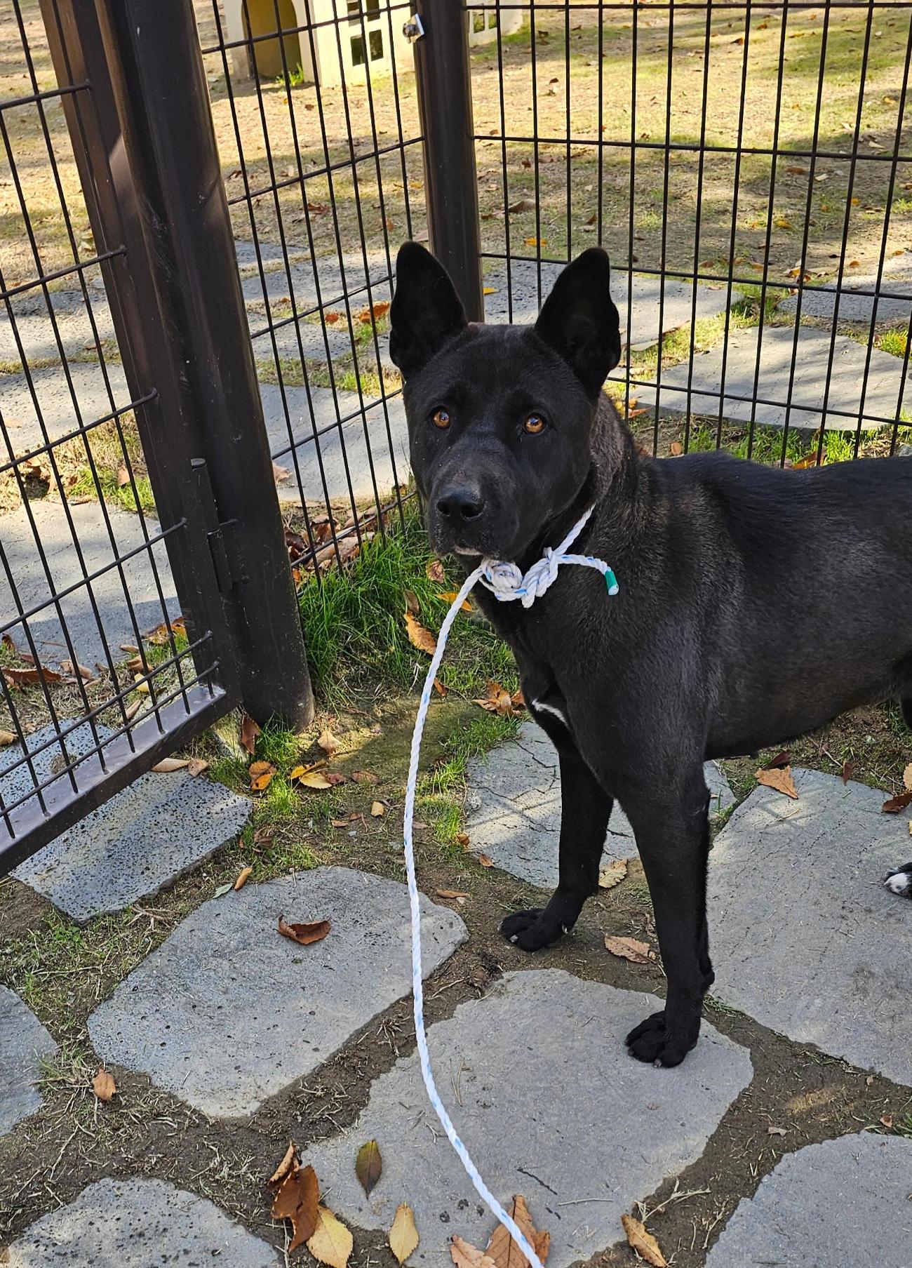 강릉시 동물사랑센터_442420202500642