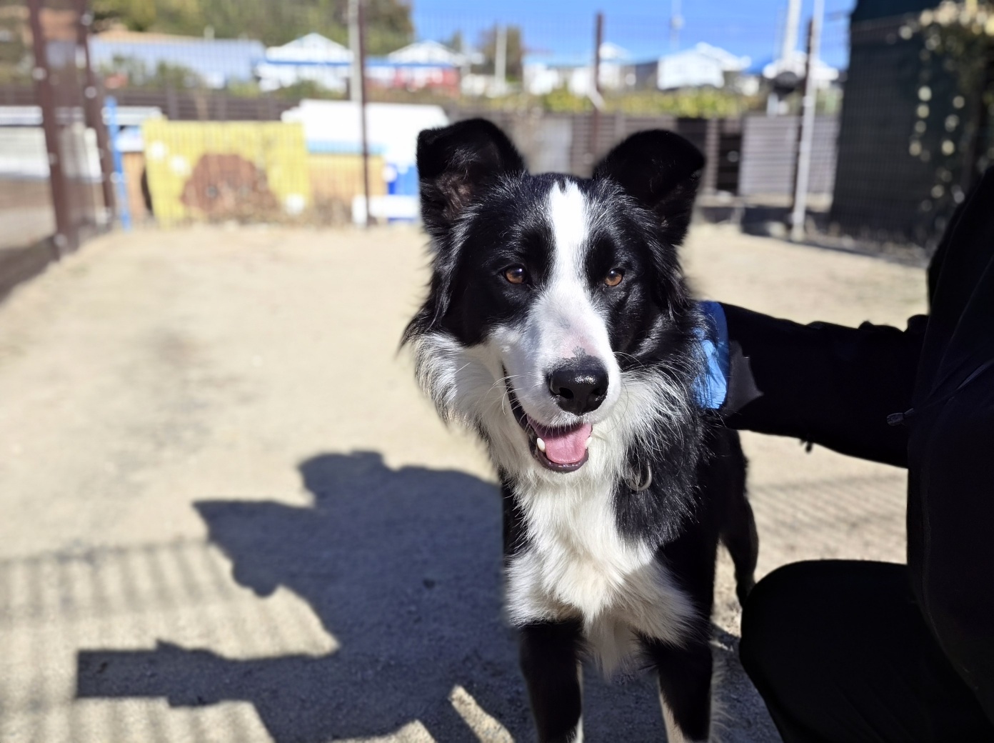 한국야생동물보호협회_441390202500645
