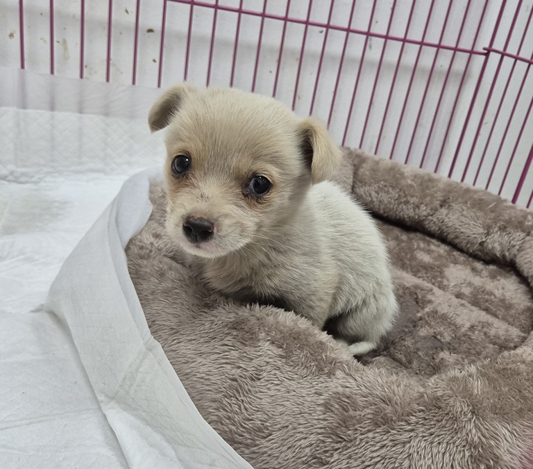 보호중 믹스견의 가…