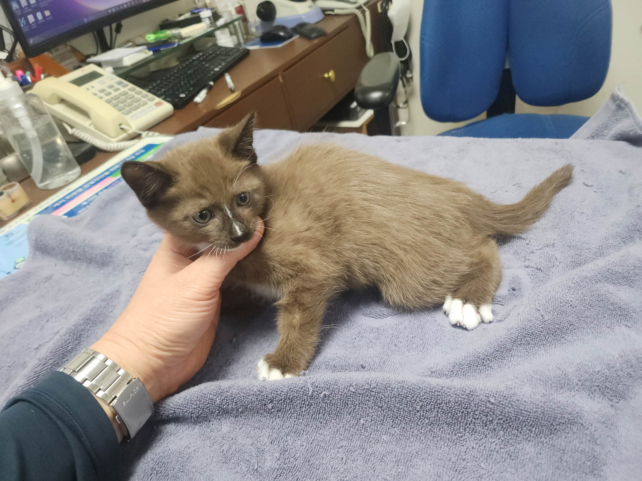 종료(입양) 믹스묘…