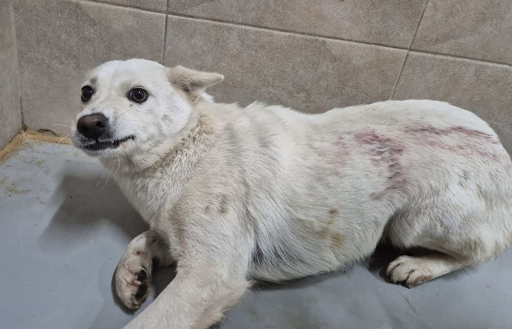 김천시 동물보호센터_447506202500389