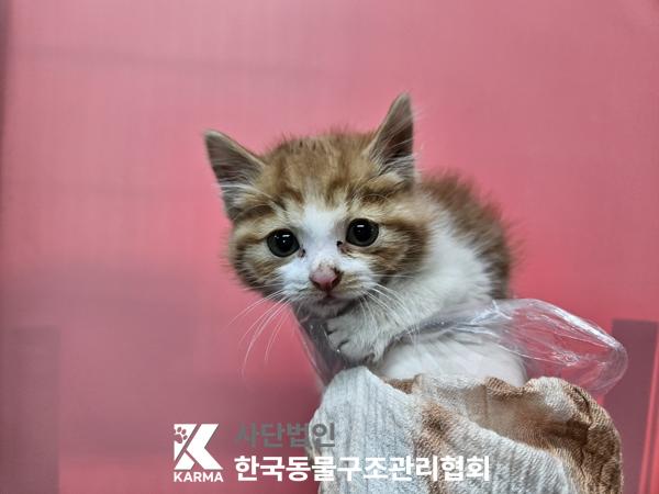 종료(입양) 한국 …