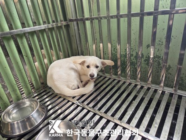 보호중 믹스견의 가…