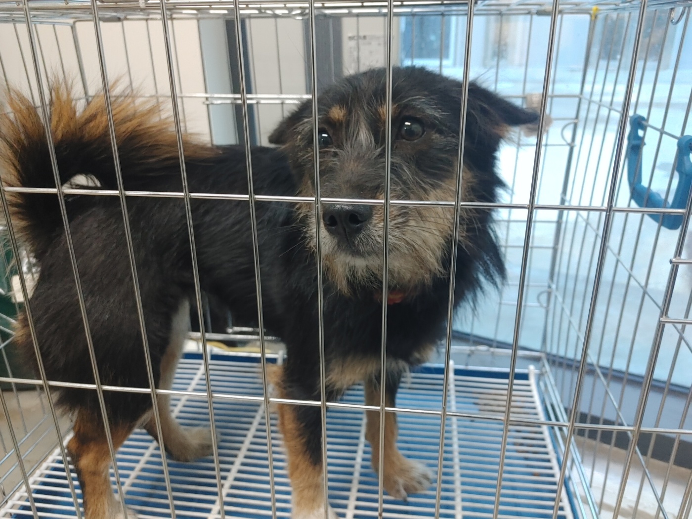 보호중 믹스견의 가…