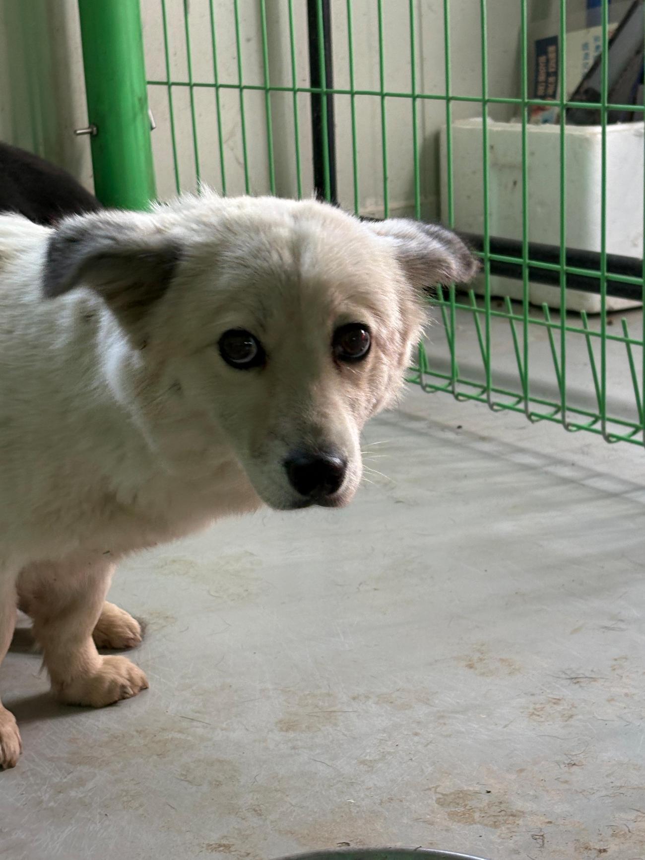 더나은동물병원_445478202500641