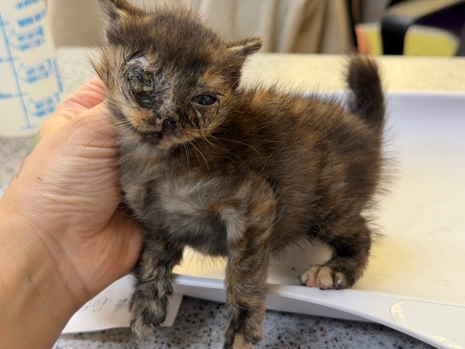 종료(자연사) 한국…