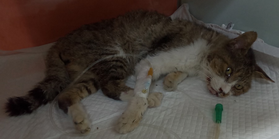 산타클라라동물병원_431369202500741