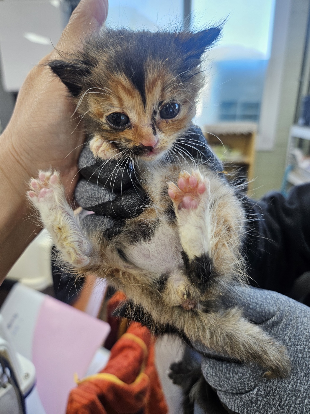 종료(자연사) 한국…