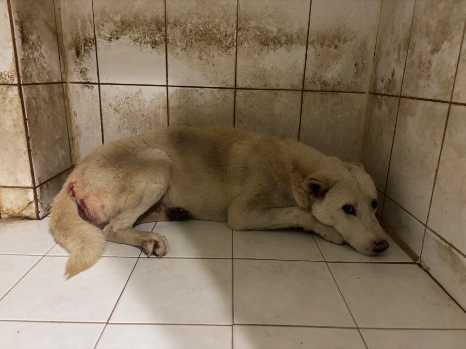 보호중 믹스견의 가…