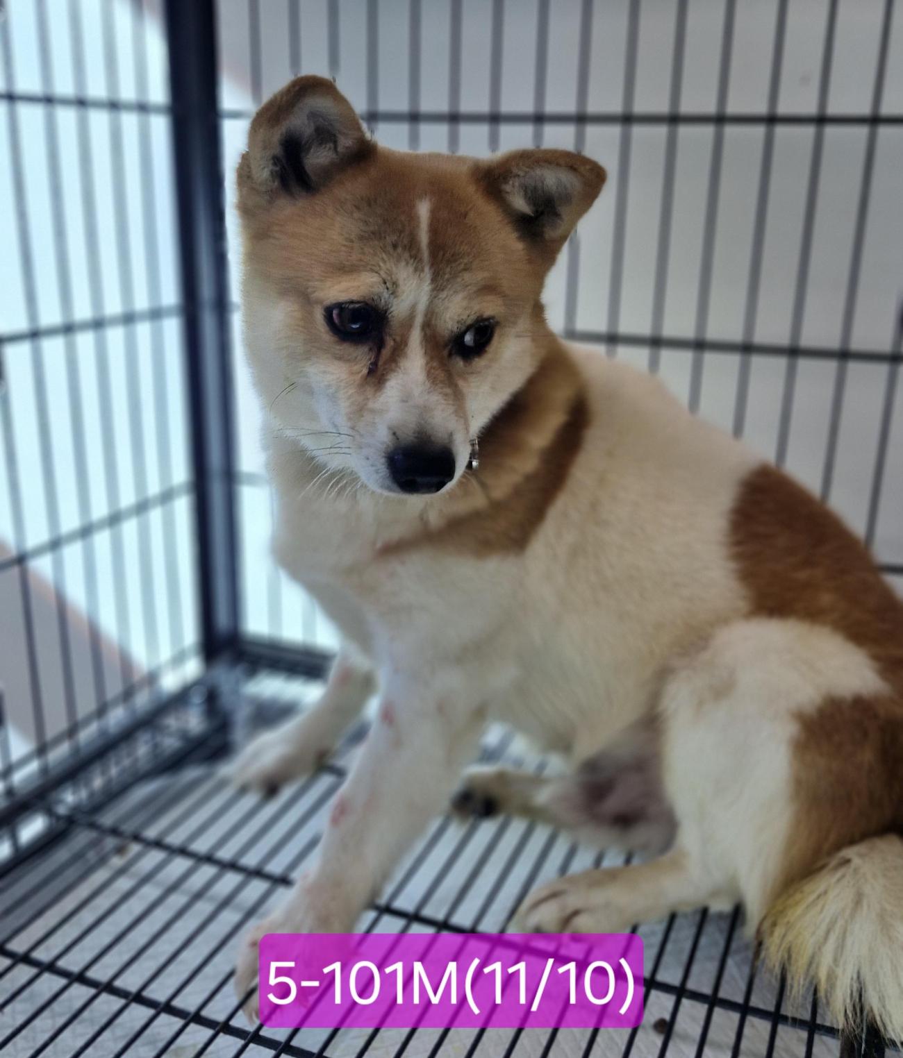 보호중 믹스견의 가…