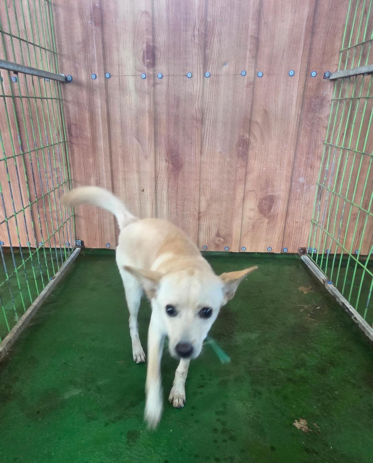 보호중 믹스견의 가…