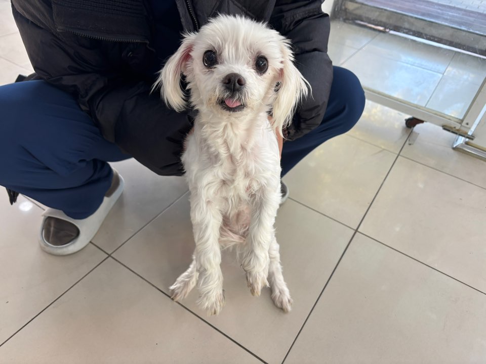 보호중 말티즈의 가…