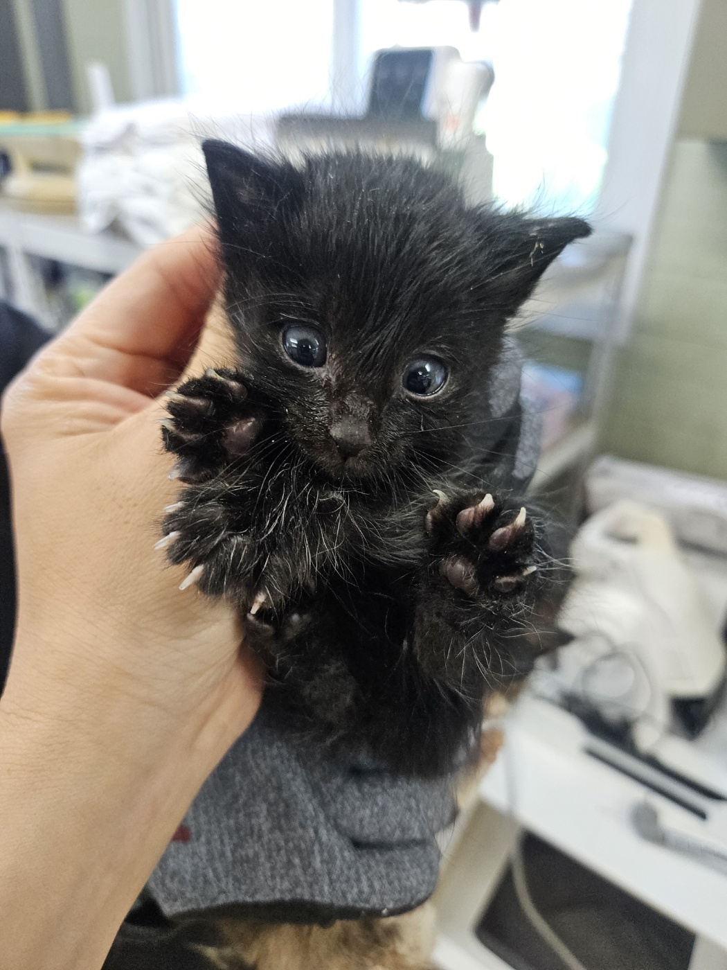 종료(자연사) 한국…